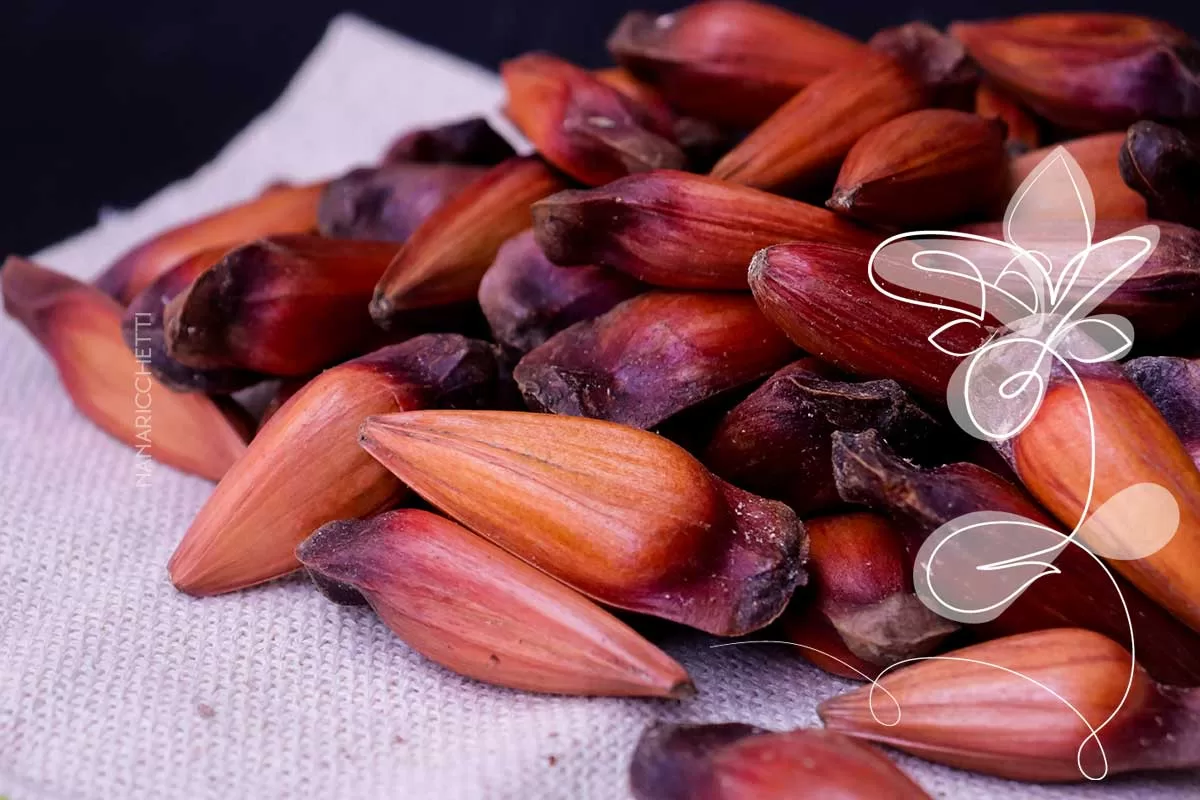 Aprenda a como cozinhar pinhão na panela normal!